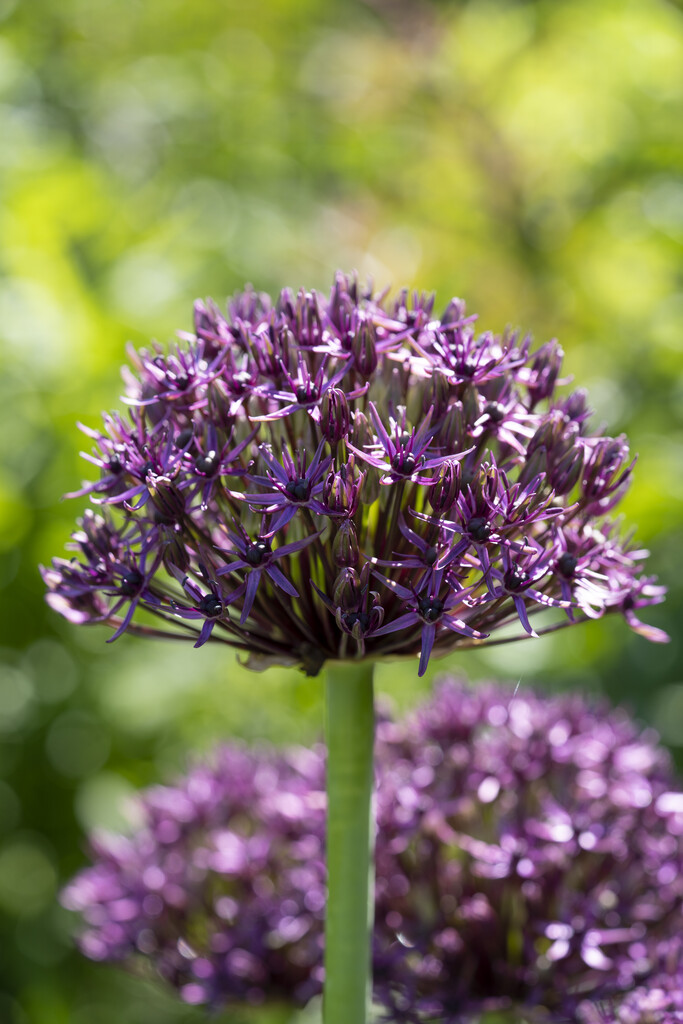 Allium Atropurpureum  12/14 (5)