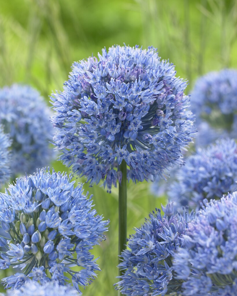 Allium Caeruleum 5/+ (15)