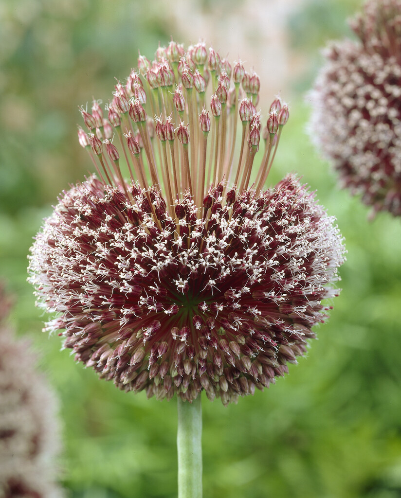 Allium Forelock 14/16 (1)