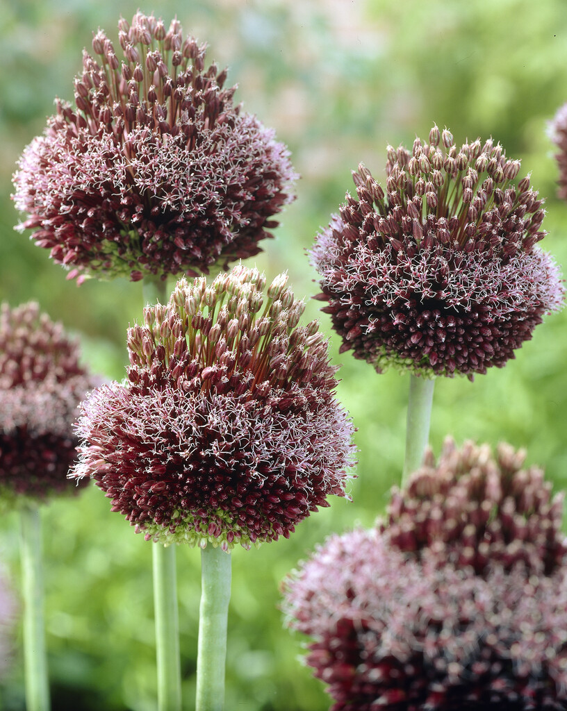 Allium Forelock 14/16 (1)