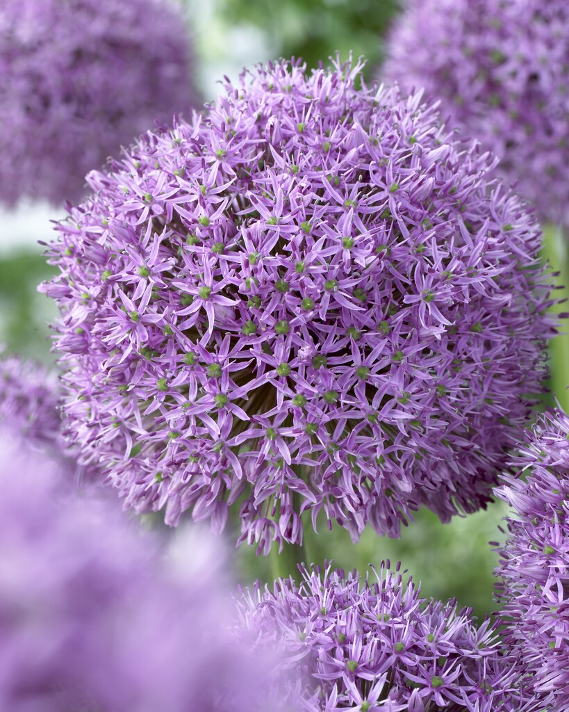 Allium Gladiator 20/+ (2)