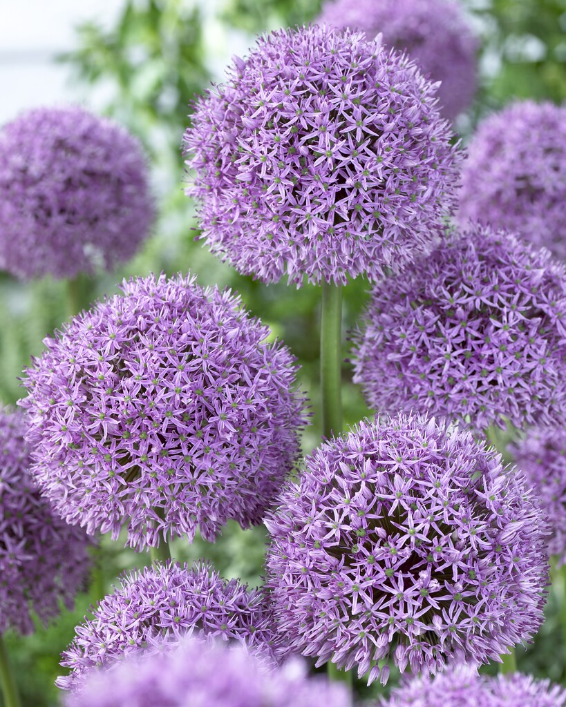 Allium Gladiator 20/+ (1)