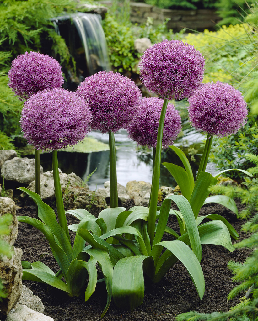 Allium Globemaster 20/+ (1)