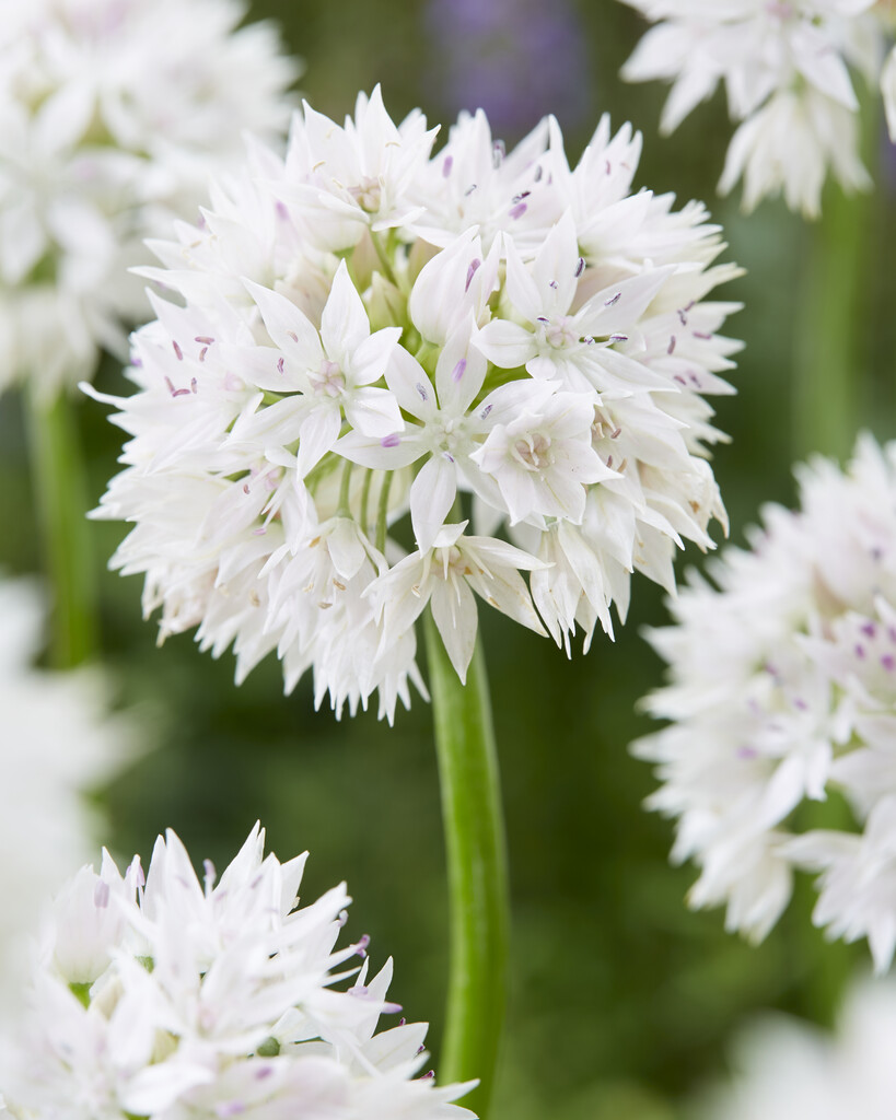 Allium Graceful Beauty 6/8 (5)