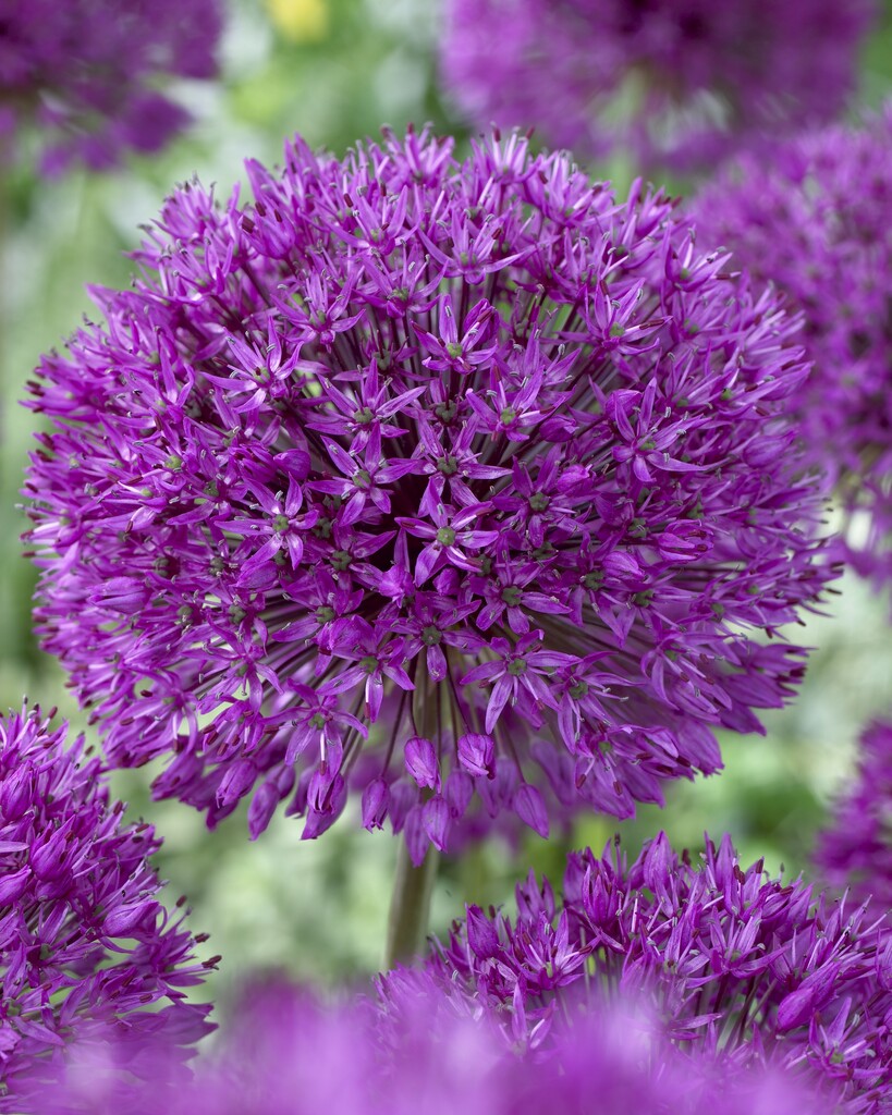 Allium Purple Sensation 12/14 (5)