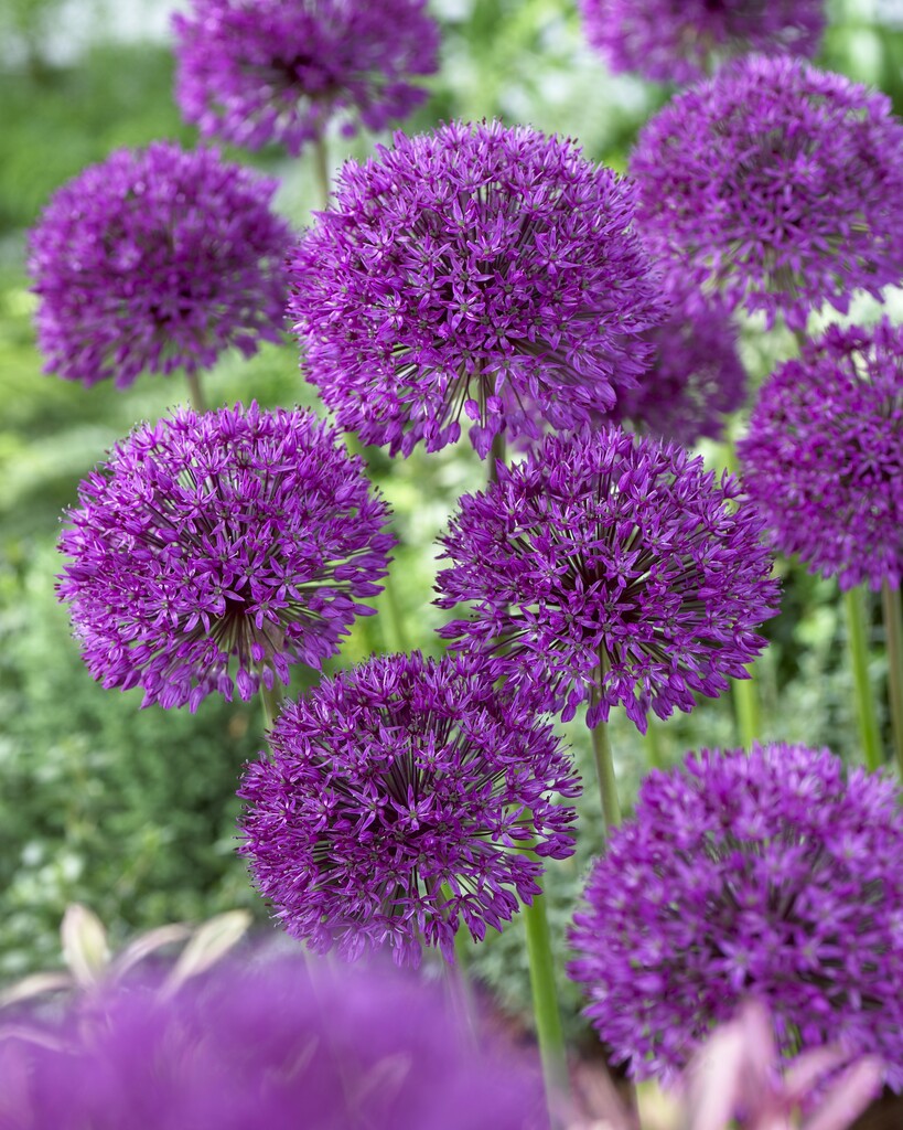 Allium Purple Sensation 12/14 (5)