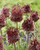 Allium Red Mohican  14/16 (2)