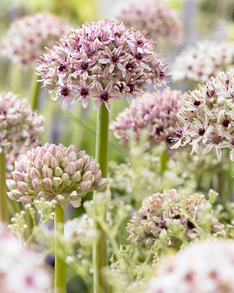 Allium Silver Spring 12/14 (1)