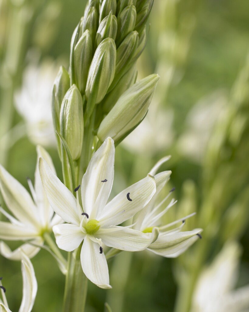 Camassia Leichtlinii Alba 14/16 (3)