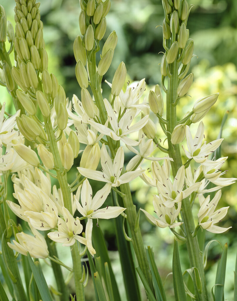 Camassia Leichtlinii Alba 14/16 (3)