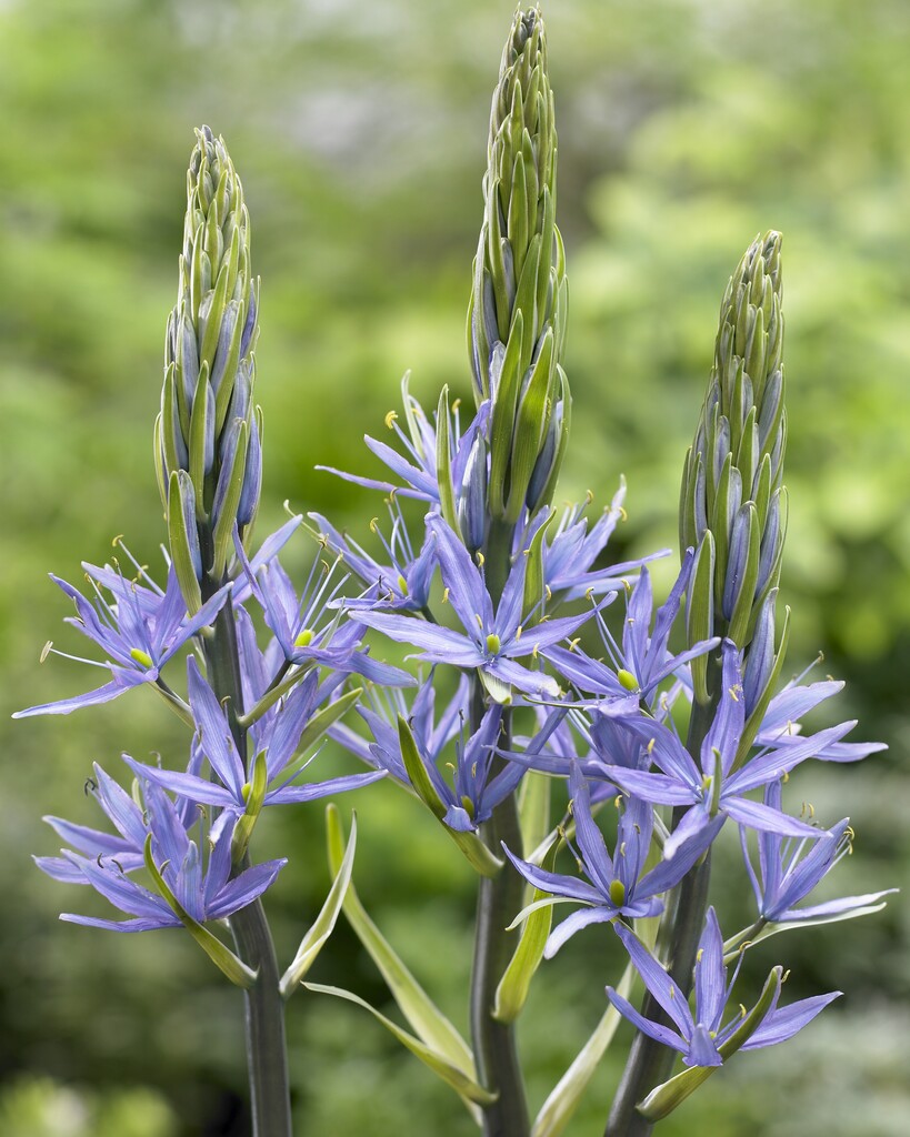 Camassia Leichtlinii Blue 14/16 (3)