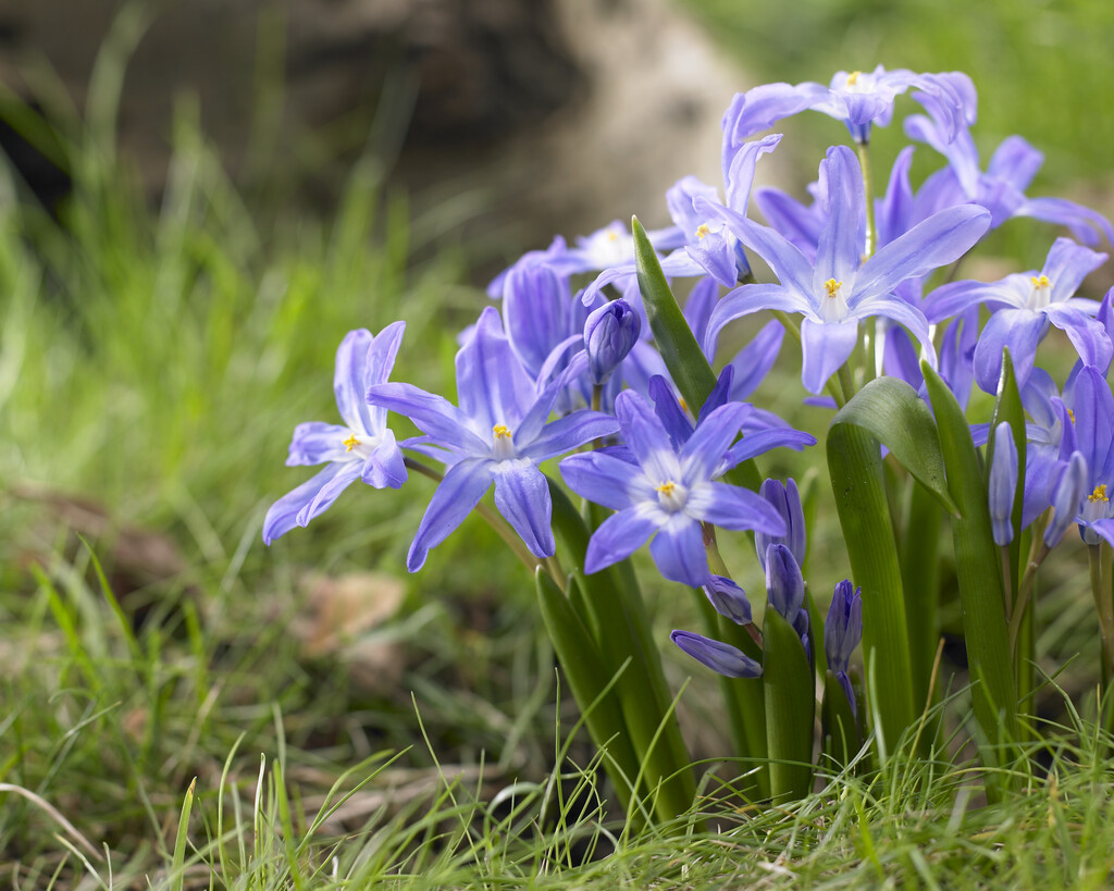 Chionodoxa Luciliae 5/6 (20)