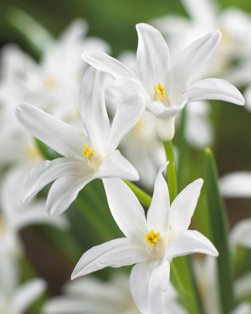 Chionodoxa Luciliae Alba 5/6 (20)