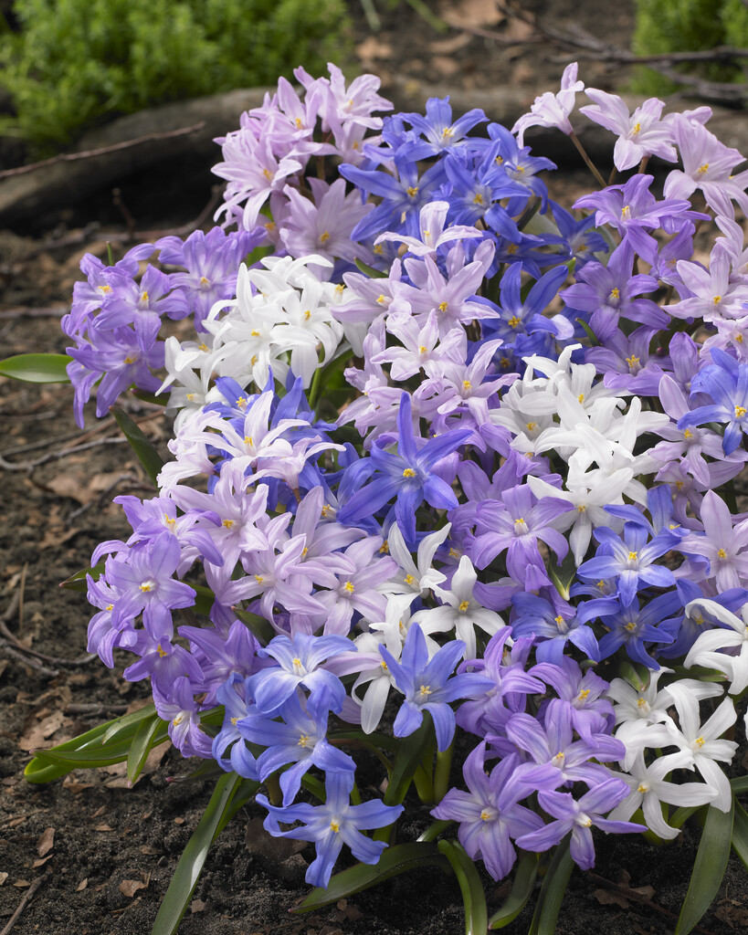 Chionodoxa Luciliae Mixed 5/6 (20)