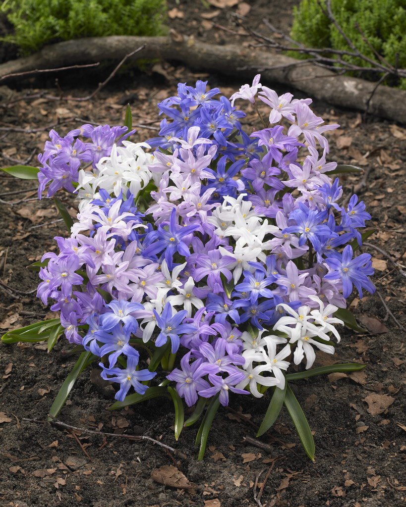 Chionodoxa Luciliae Mixed 5/6 (20)