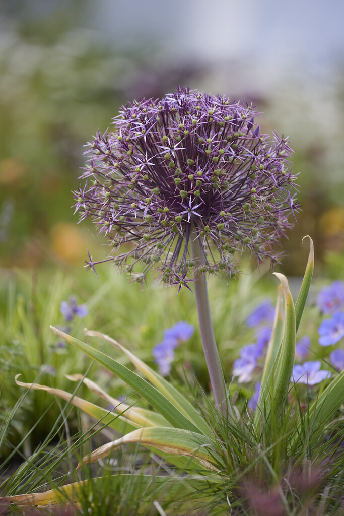 Allium Christophii (syn. Albopilosum) 12/14 (5)