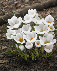 Krokus Ard Schenk 5+ Vit Botanisk - 100p