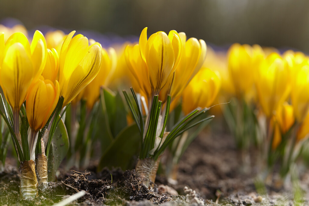 Krokus Golden Yellow 8/9 (10)