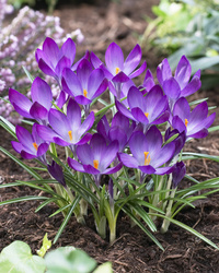 Krokus Tom. Ruby Giant 5+ Purpur Botanisk - 100p