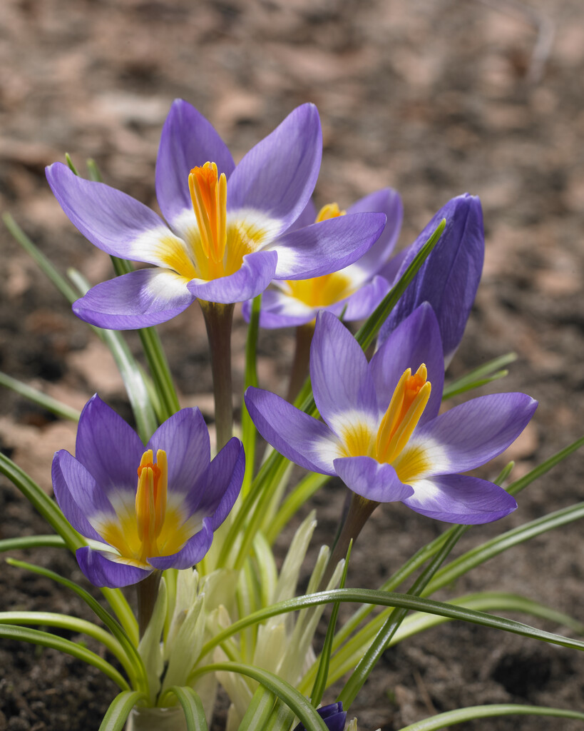 Krokus Sieberi Tricolor  5/7 (20)