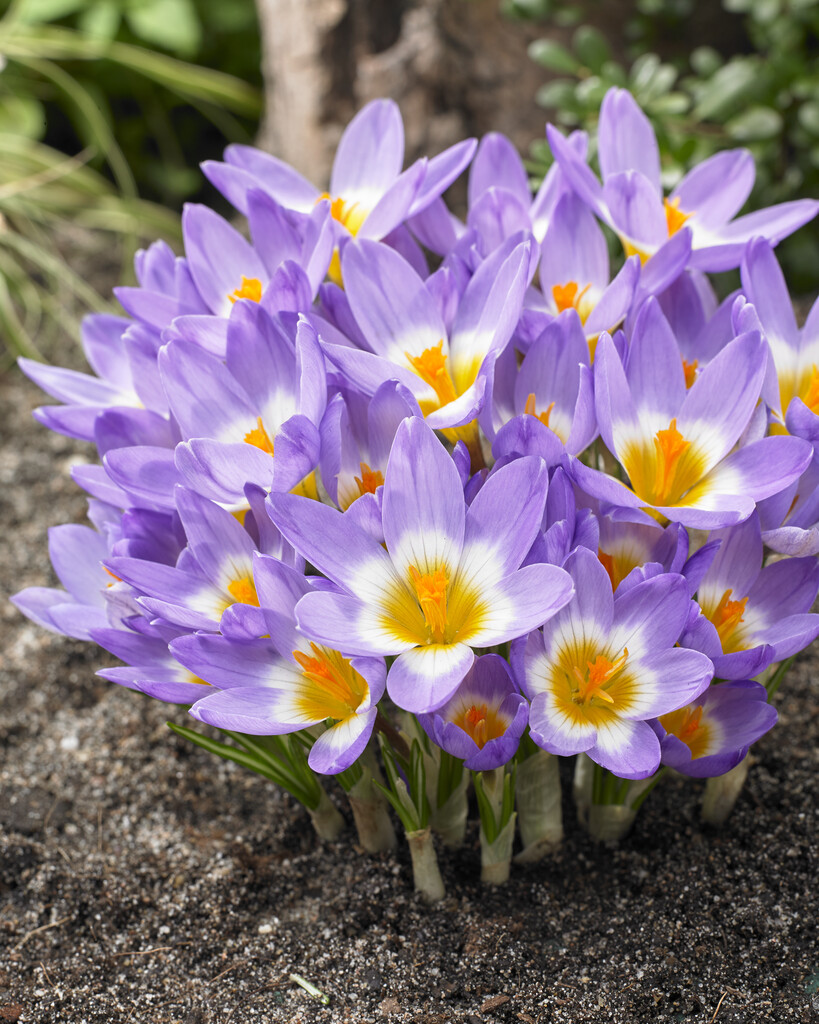 Krokus Sieberi Tricolor  5/7 (10)