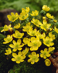 Eranthis Hyemalis 4+ Gul - 100p
