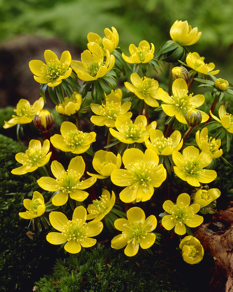 Eranthis Hyemalis 4+ Gul