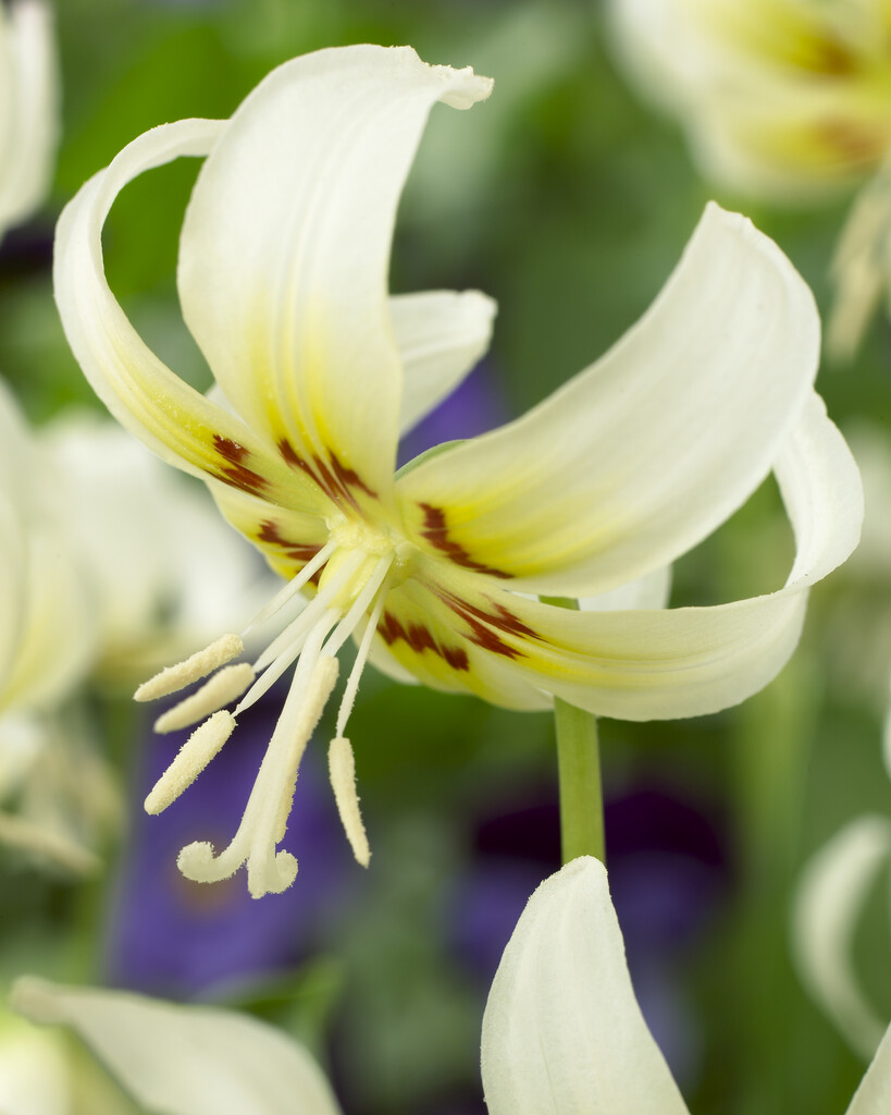 Erythronium White Beauty I (1)