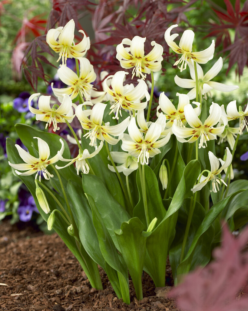 Erythronium White Beauty I (1)