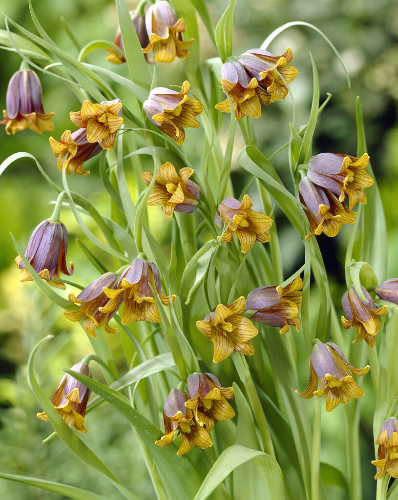 Fritillaria Uva vulpis 8/9 (10)