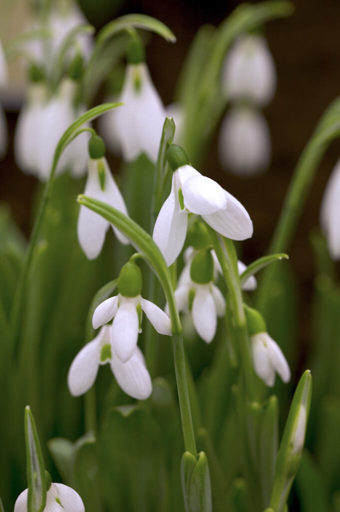 Galanthus Elwesii 5/6 (10)