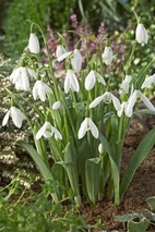 Galanthus Elwesii 5/6 (10)