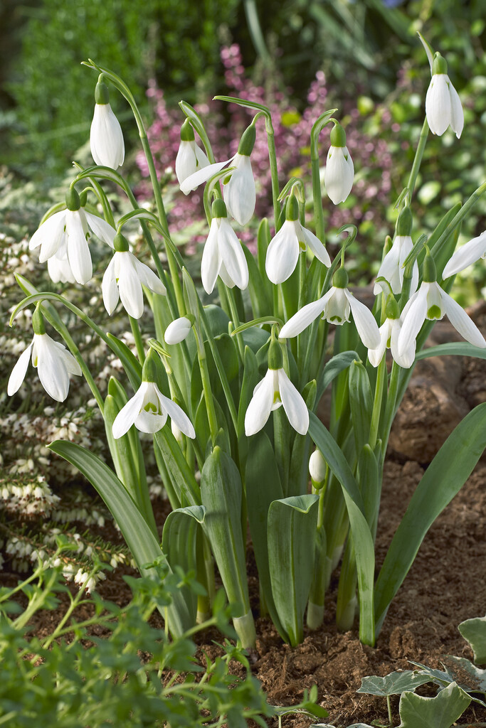 Galanthus Elwesii 5/6 (10)