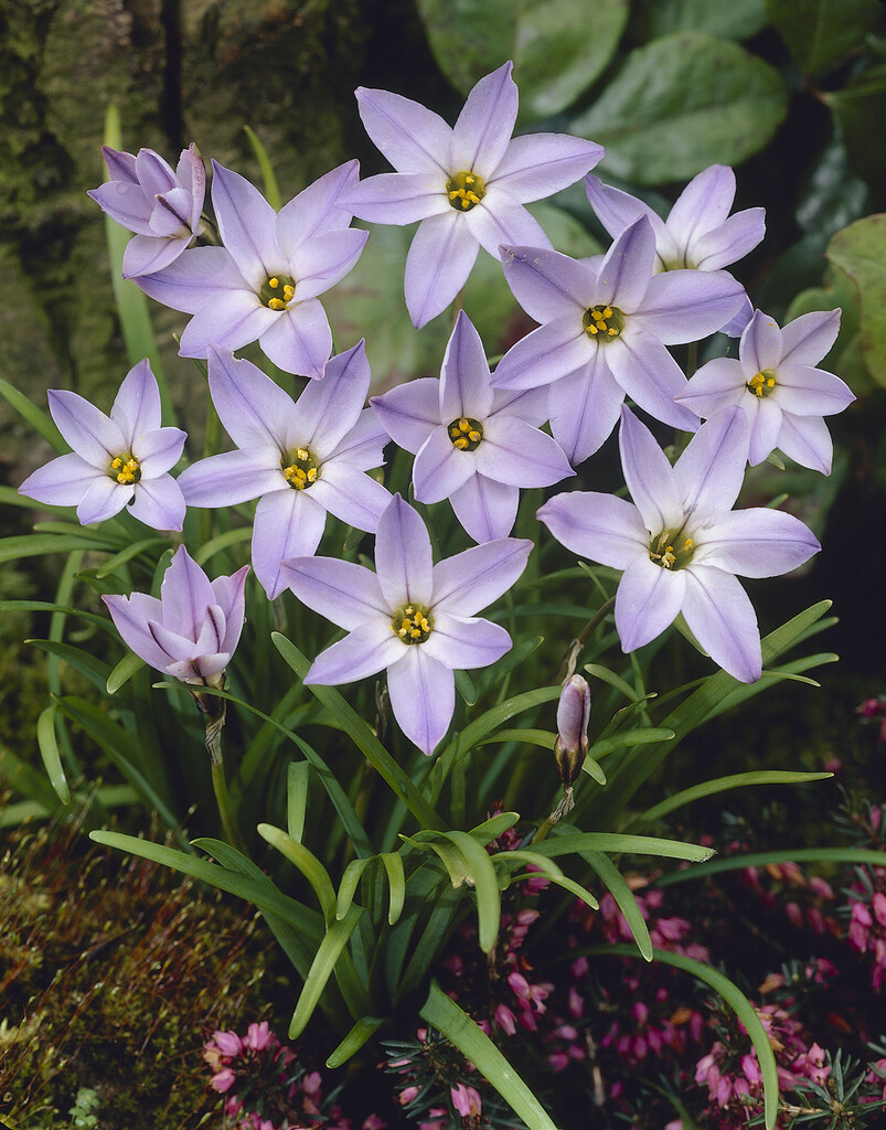 Ipheion Wisley Blue 4/5 (15)