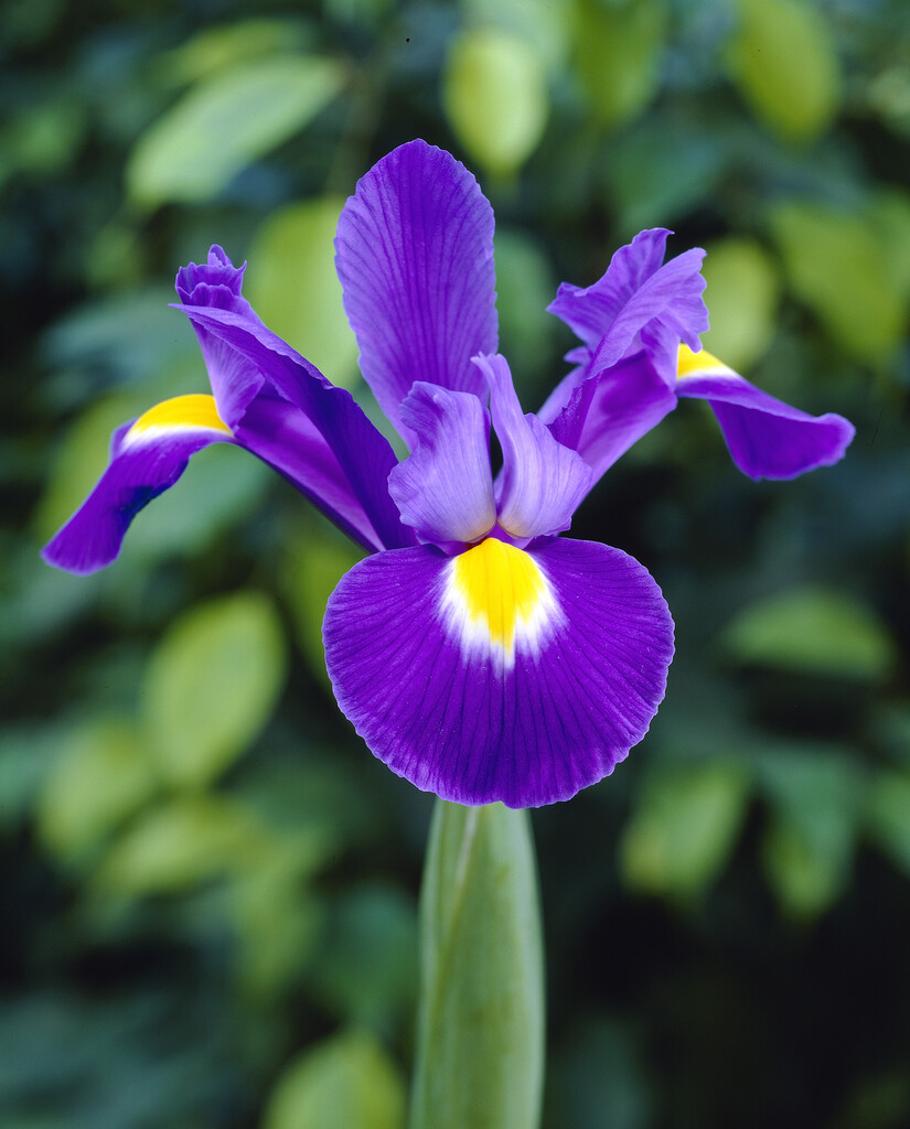 Iris Blue Magic 8/9 (15)