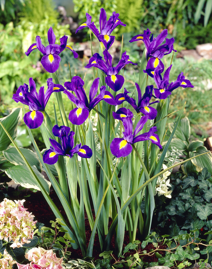 Iris Blue Magic 8/9 (15)