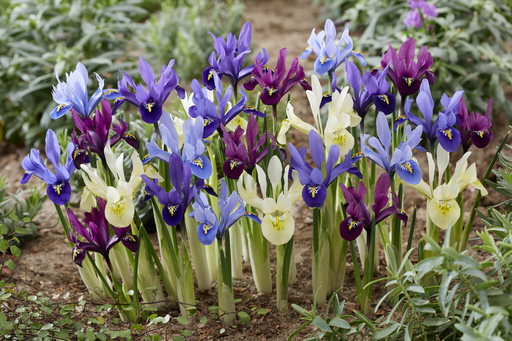 Iris Reticulata Mixed 5/6 (15)