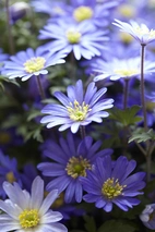 Anemone blanda Blue Shades 5+ - 100p