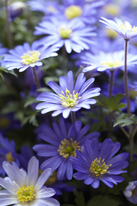 Anemone blanda Blue Shades 5+ - 100p