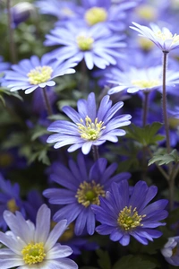 Anemone Blanda Blue Shades 5/6 (20)