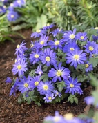Anemone blanda Blue Shades 5+ - 100p
