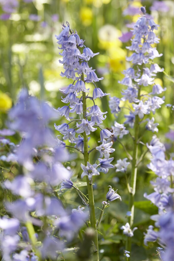 Hyacintoides Hispanica Blue 8/9 (10)