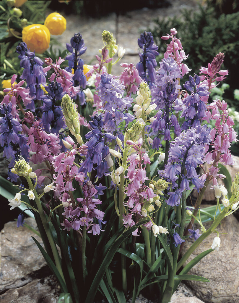 Hyacintoides Hispanica Mixed 8/9 (10)