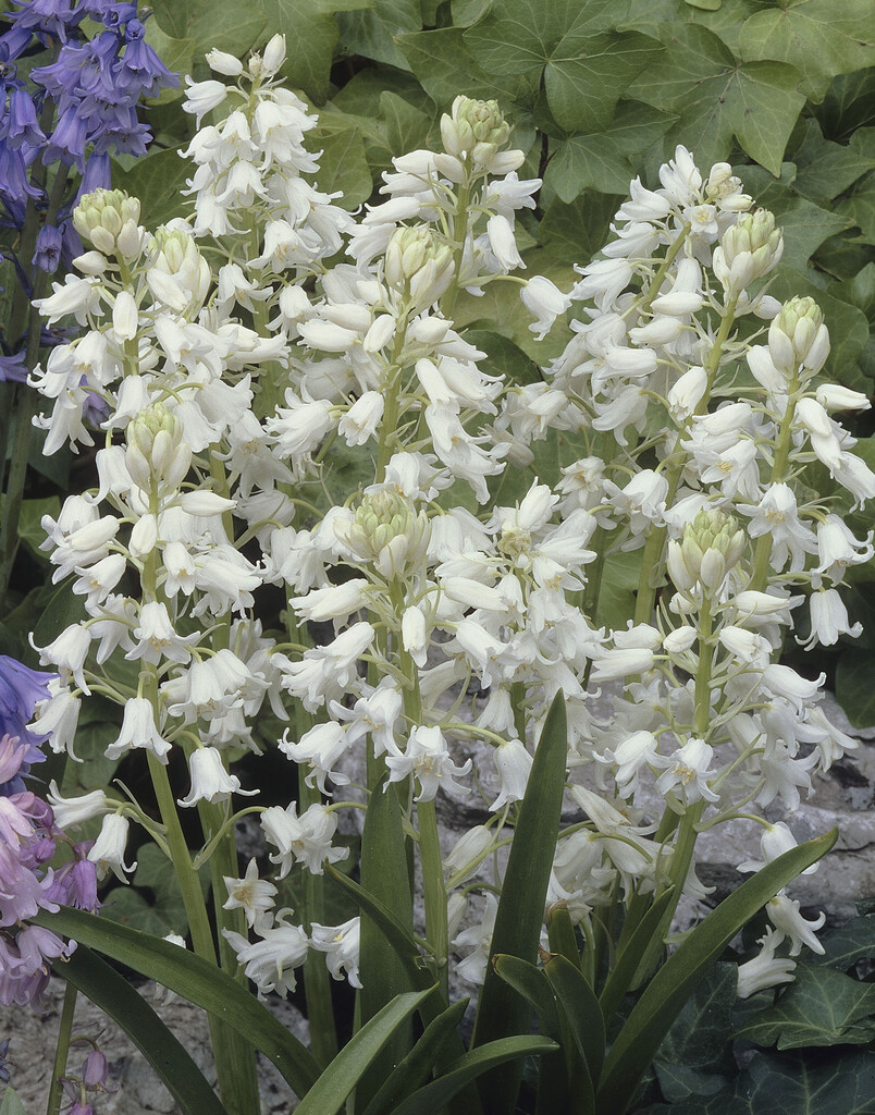 Hyacintoides Hispanica White 8/9 (10)