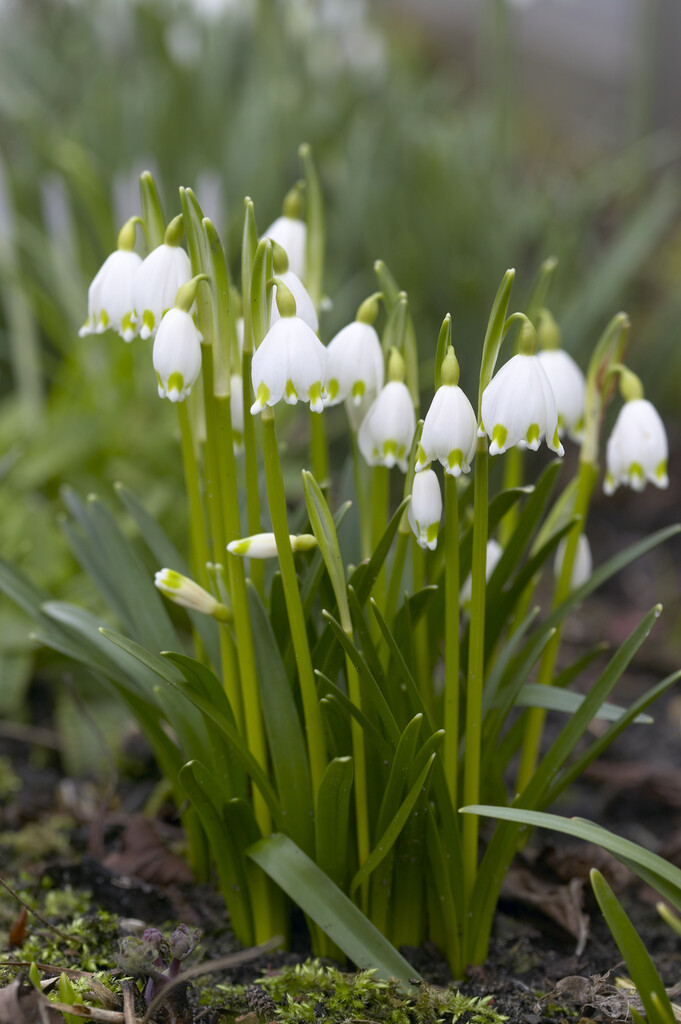 Leucojum Aestivum 10/+ (10)