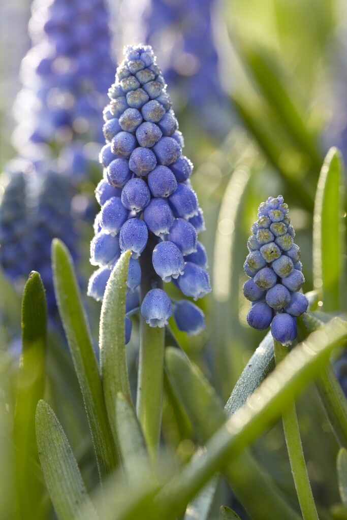 Muscari Armaniacum 10+ Blå - 100p