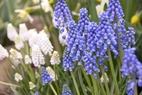 Muscari Armaniacum 10+ Blå - 100p