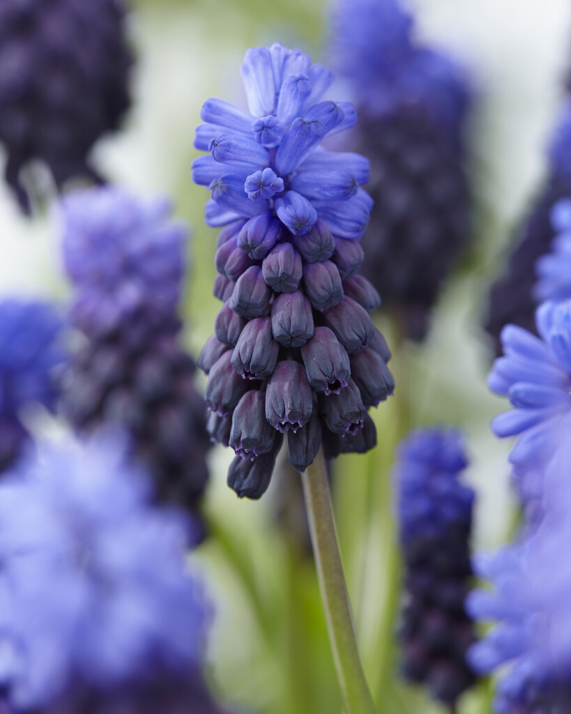 Muscari Latifolium 5/6 (15)