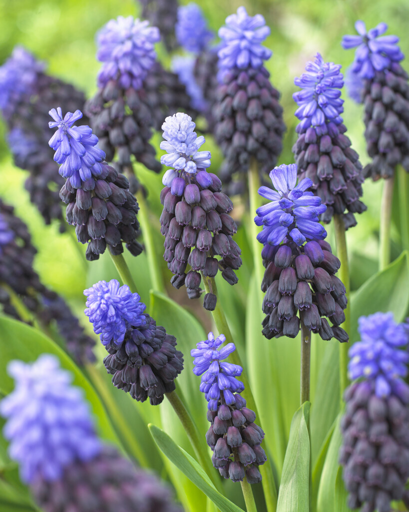 Muscari Latifolium 5/6 (15)