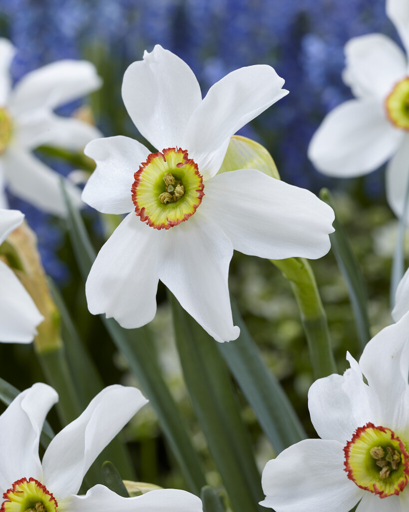 Narciss Recurvus 12/+ (5)